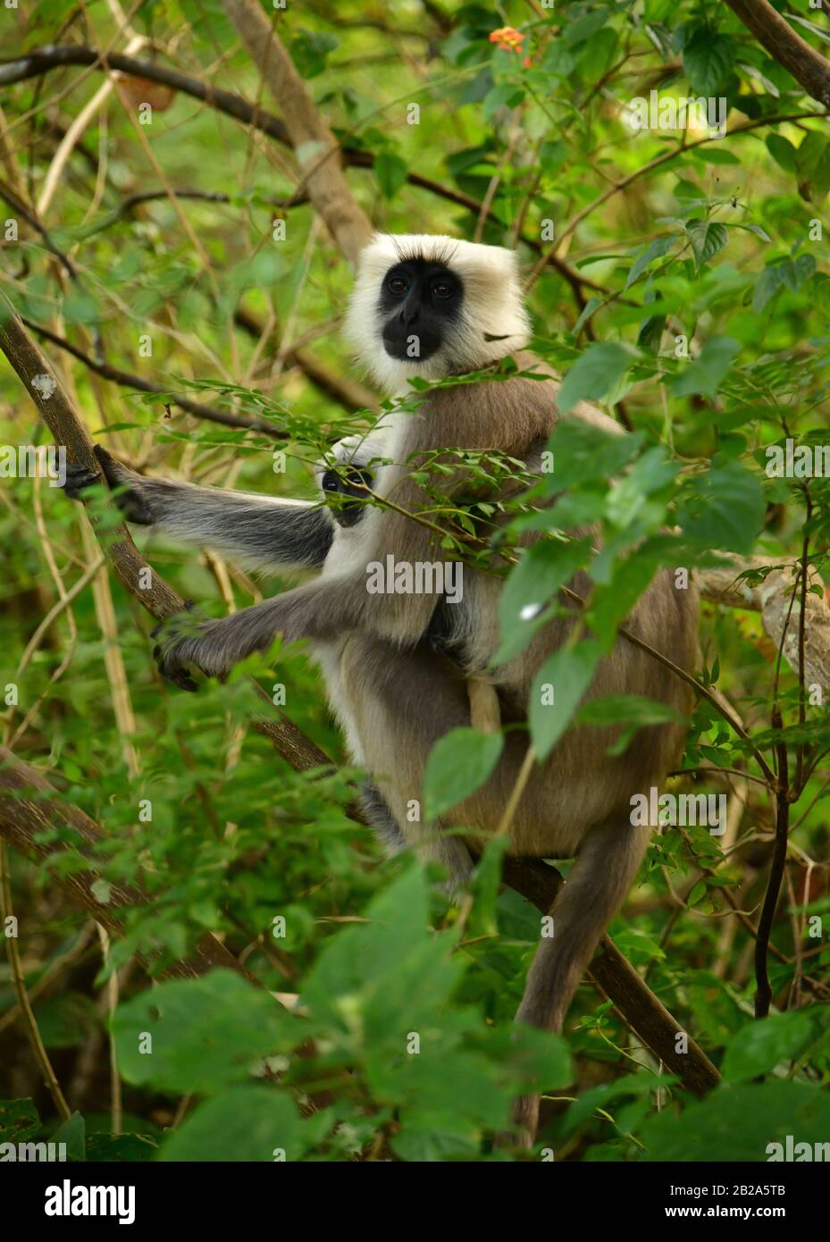 Langur gris femelle (Semnopithecus entellus) avec bébé. Parc National De Jim Corbett, Inde Banque D'Images