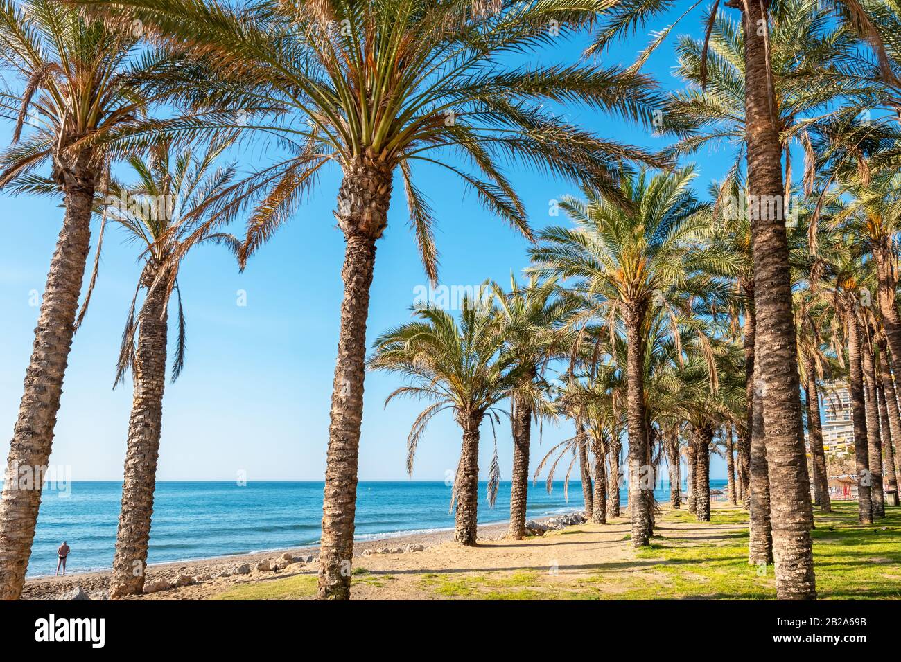 Palmeraie le long de la plage de Torremolinos. Costa del Sol, Andalousie, Espagne Banque D'Images