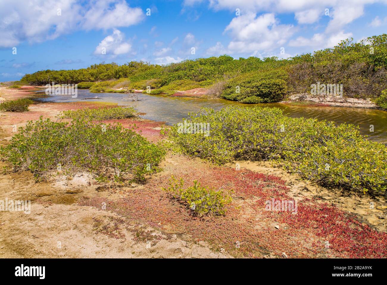 Paysage avec forêt de mangroves et eau sur l'île Bonaire Banque D'Images