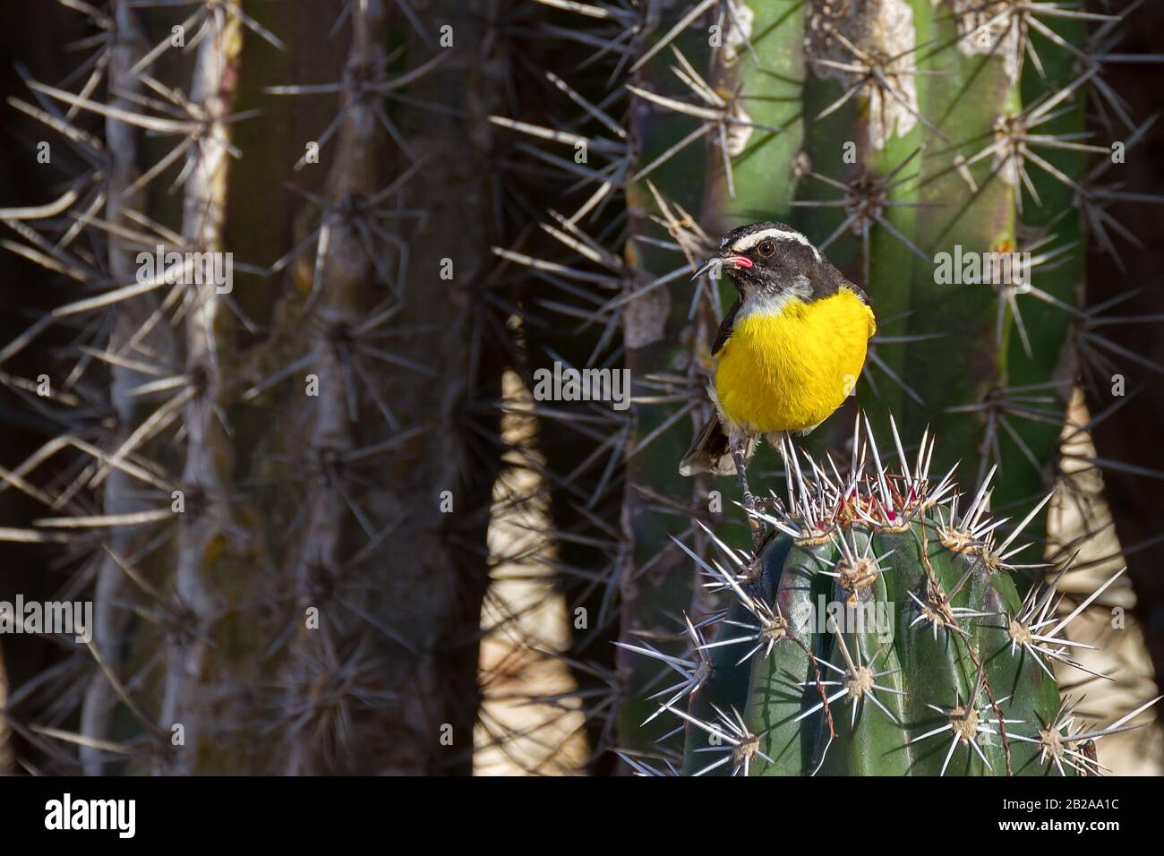 Oiseau de voleur de sucre des Caraïbes assis sur le cactus Banque D'Images