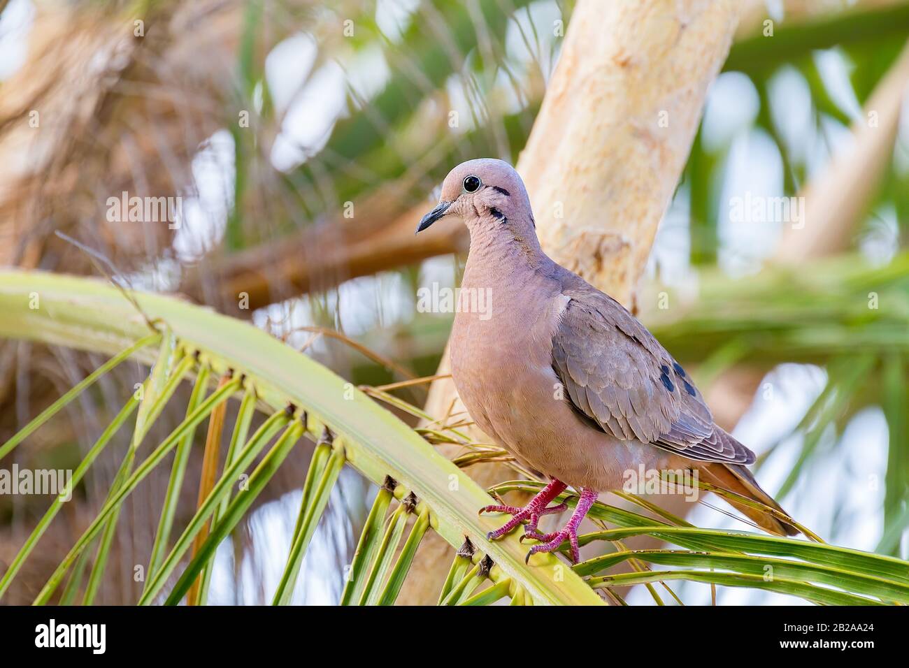 Eared Dove Zenaida auriculata vinacorufa assis dans un arbre de palmiers Banque D'Images