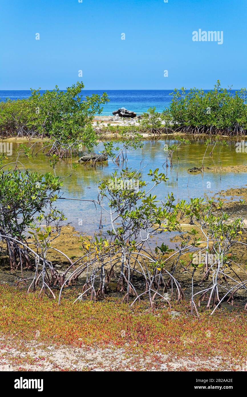 Paysage avec des plantes de mangroves en eaux peu profondes sur l'île Bonaire Banque D'Images