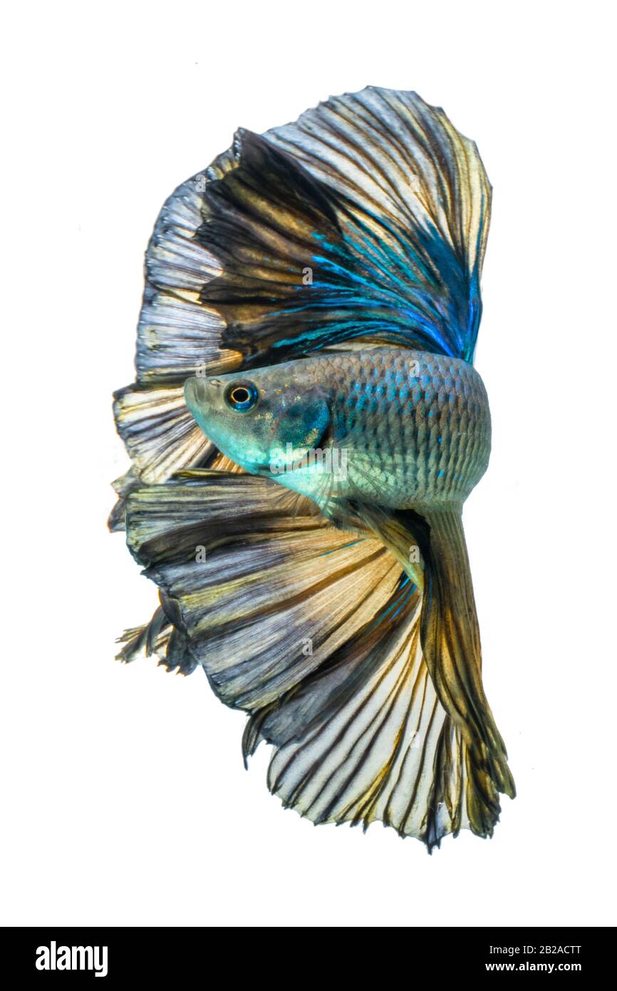 Portrait d'un poisson bleu de la demi-lune betta Banque D'Images