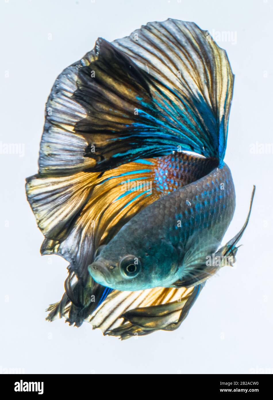 Portrait d'un poisson bleu de la demi-lune betta Banque D'Images