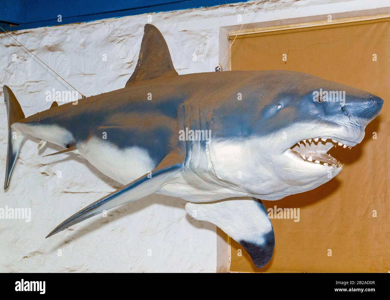 Modèle de grand requin blanc dans la coquille houxse .Bartolomeu Dias Museum, 1 Market Street, Mossel Bay, Garden route, Western Cape, Afrique du Sud Banque D'Images