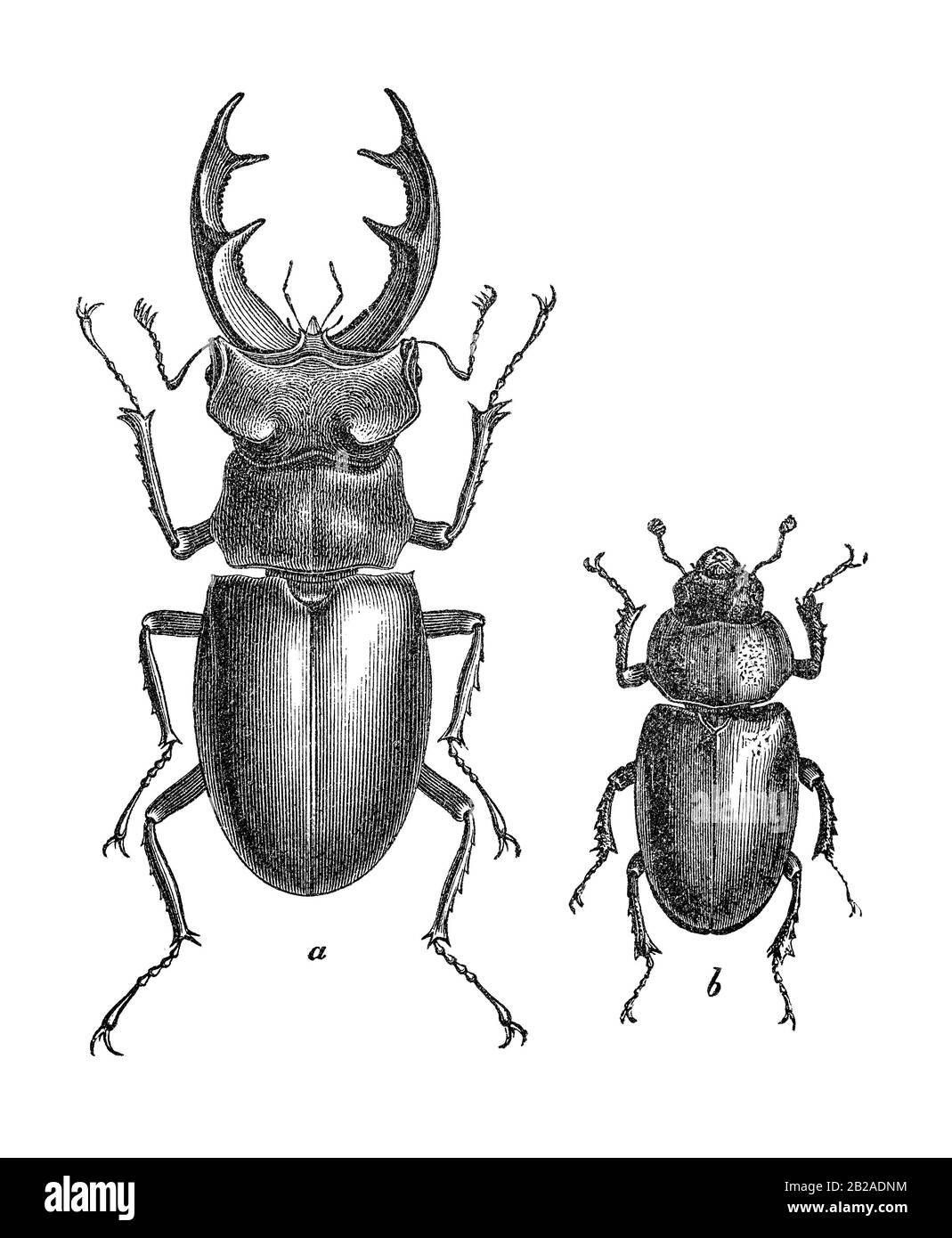 Spécimens de coléoptères (Lucanus cervus) mâles (a) et femelles (b) dans une ancienne illustration pour l'école. xixe siècle. Banque D'Images