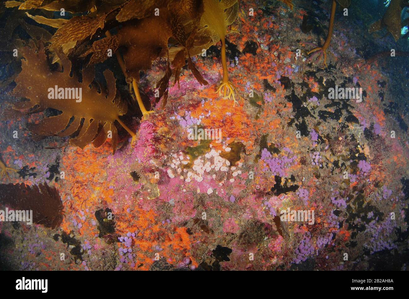 Mur rocheux avec une riche croissance d'invertébrés colorés et de frondes brunes de varech. Banque D'Images Mur rocheux avec une riche croissance d'invertébrés colorés et de frondes brunes de varech. Banque D'Images