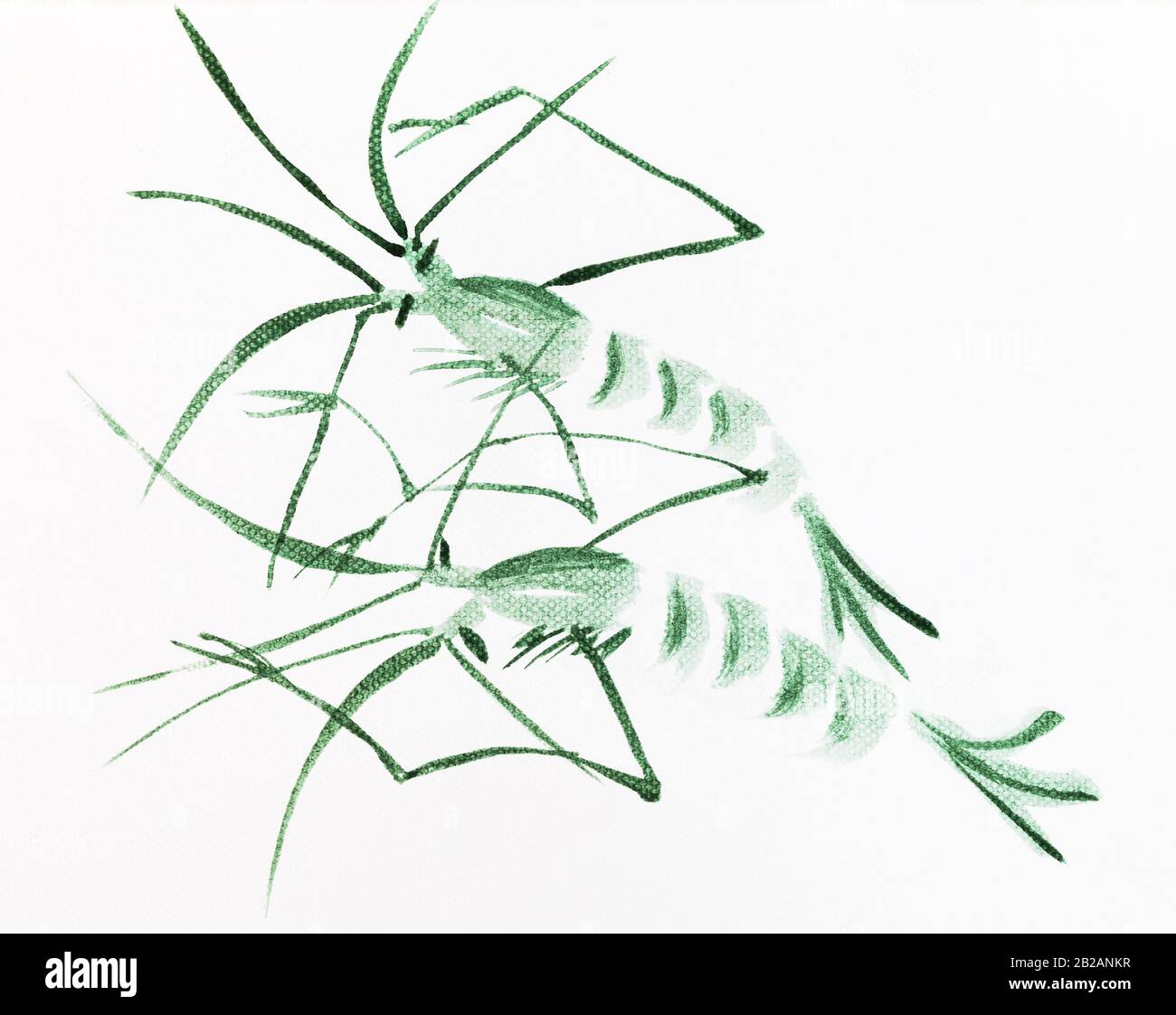 paire de crevettes vertes dessinées à la main par aquarelle sur toile blanche dans le style sumi-e (suibokuga) Banque D'Images