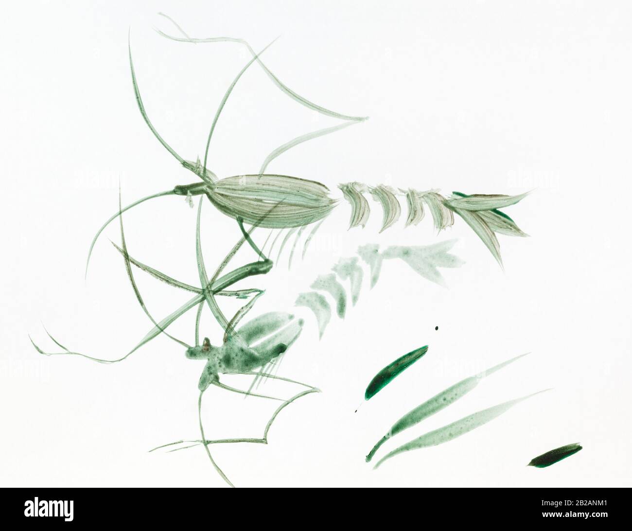 paire de crevettes vertes dessinées à la main par aquarelle sur papier blanc dans le style sumi-e (suibokuga) Banque D'Images