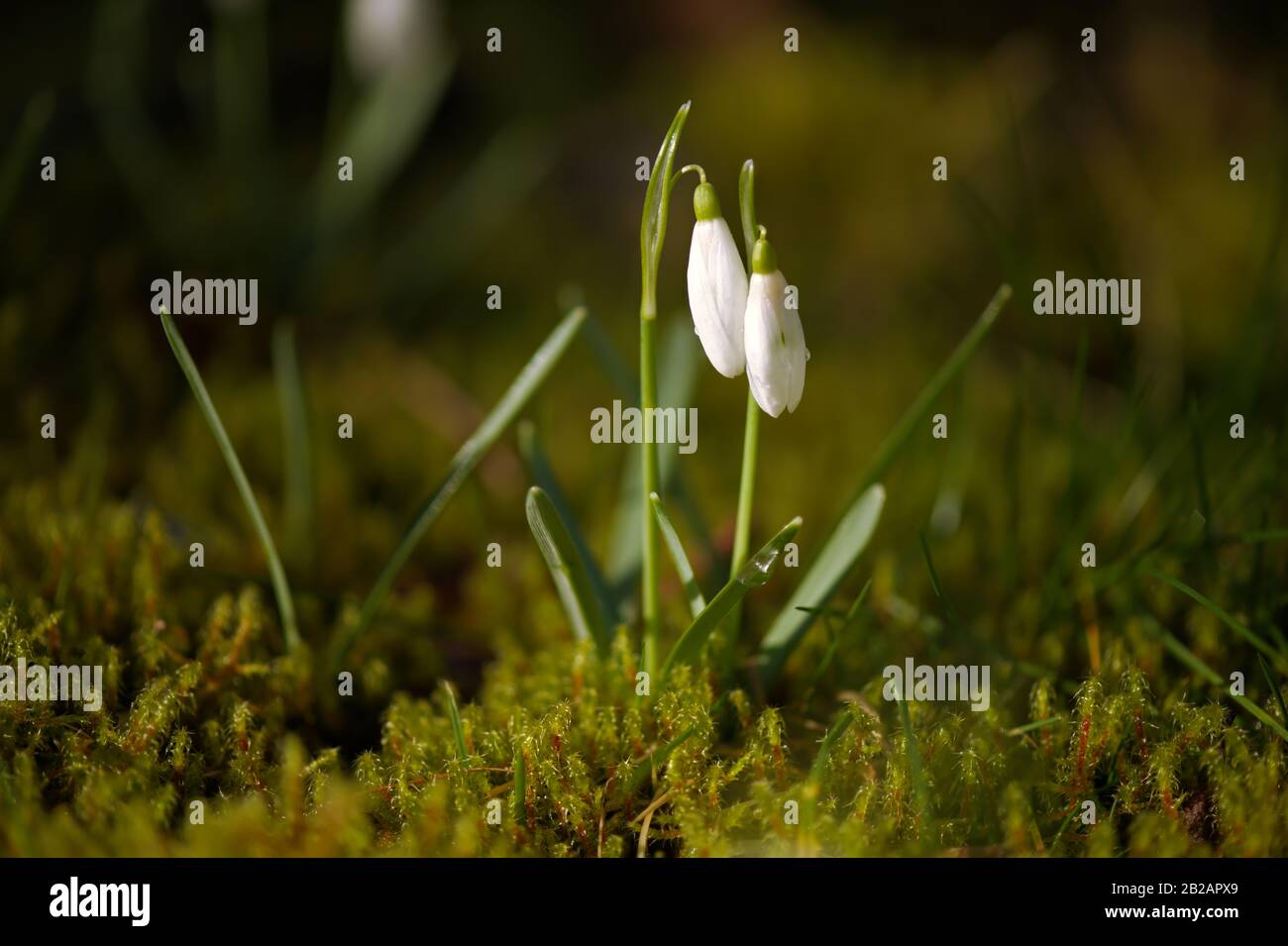 Les chutes de neige poussent dans de la mousse verte fraîche. Galanthus en macro se rapprochez avec des gouttes de rosée matinales. Banque D'Images