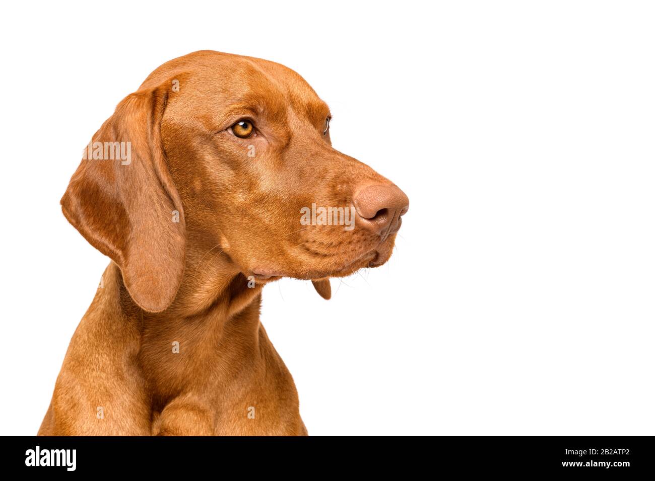 Joli studio hongrois vizsla avec vue latérale sur le chien portrait. Chien regardant le tir latéral isolé sur fond blanc. Banque D'Images