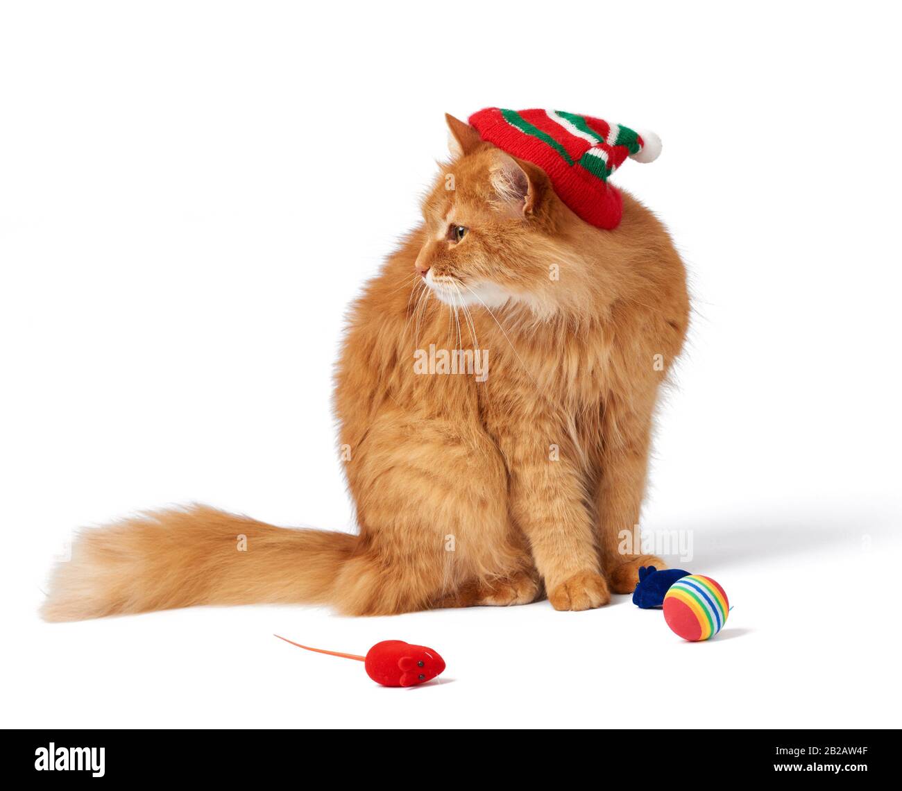 un chat rouge doux repose sur un fond blanc isolé dans un chapeau rouge, à  côté de lui sont des jouets pour un animal Photo Stock - Alamy
