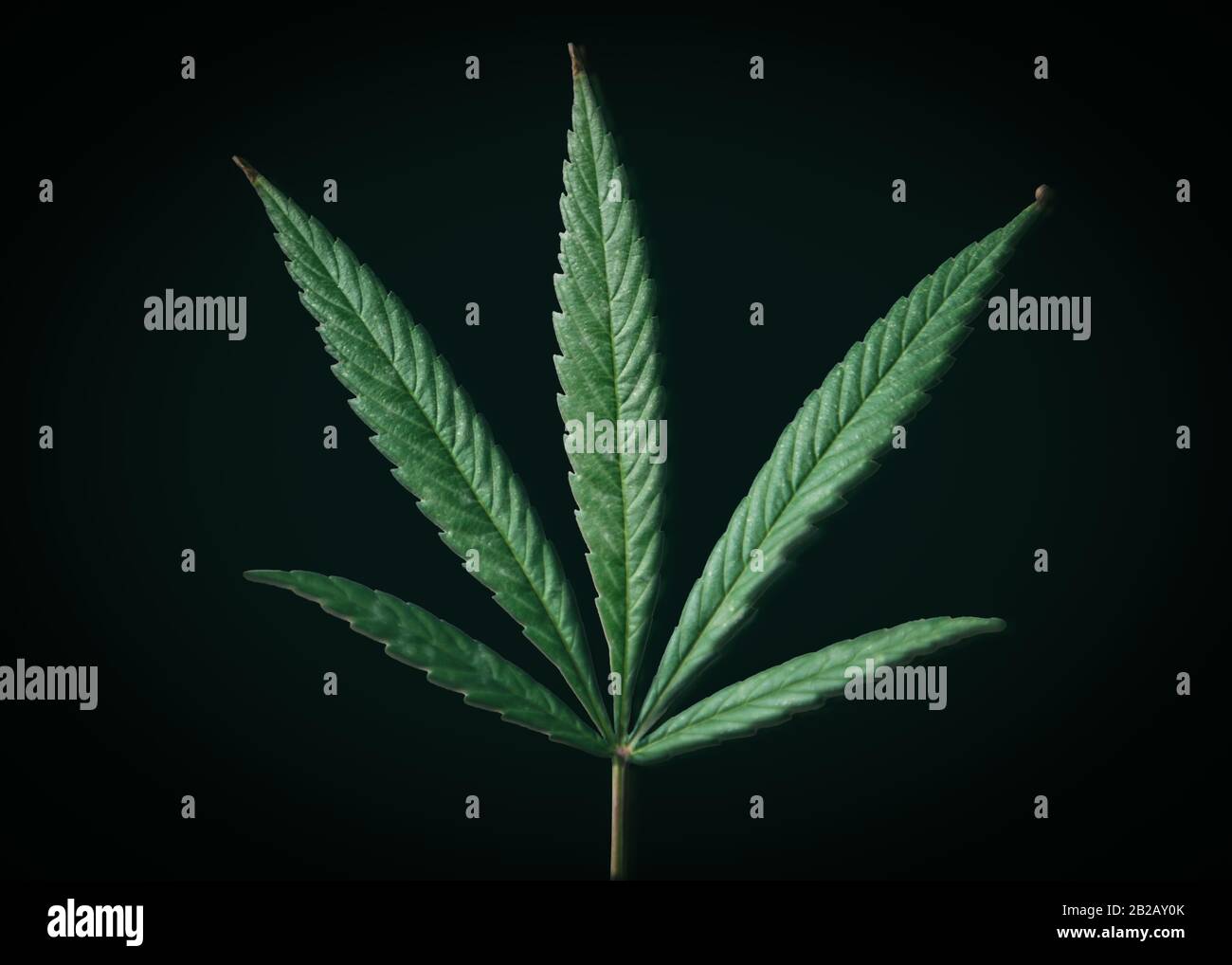 Gros plan sur une feuille de cannabis, États-Unis Banque D'Images