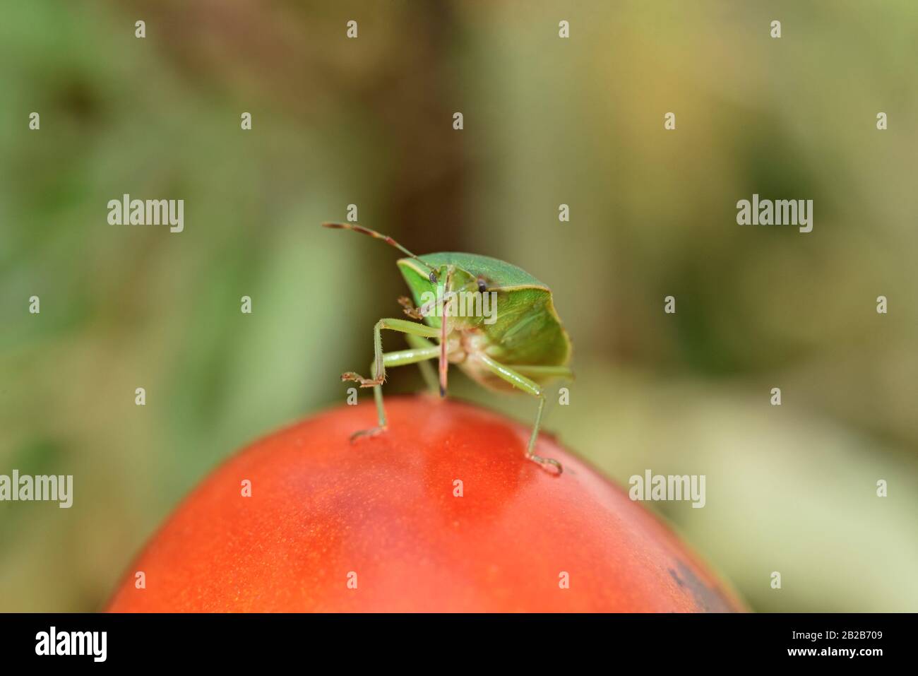 Punaise tomate Banque de photographies et d’images à haute résolution Alamy