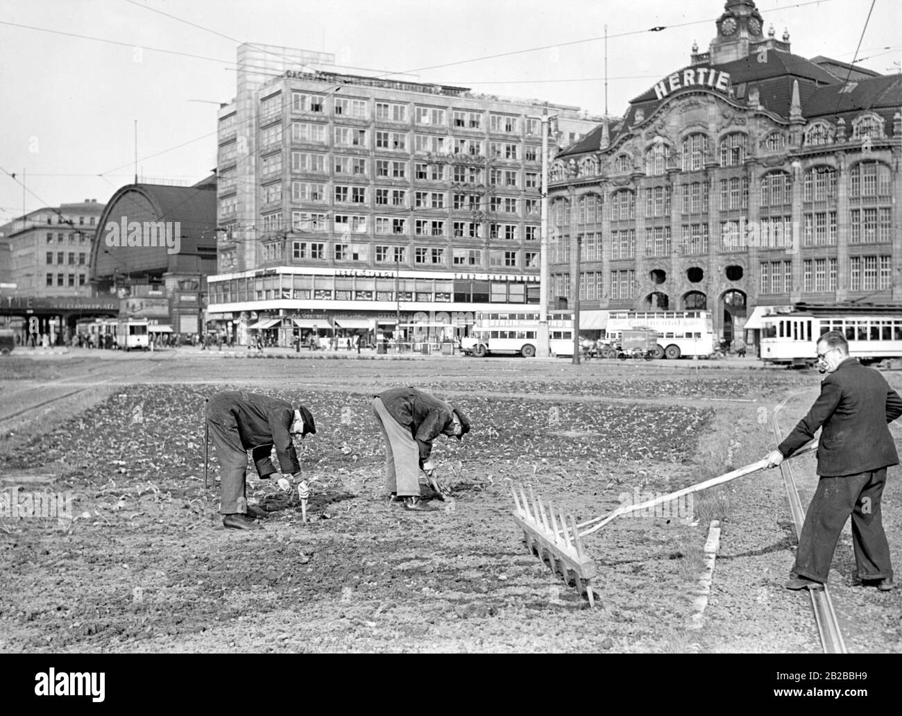 Sur Alexanderplatz, trois hommes cultivent des lits de légumes sur les anciennes zones vertes. Pendant la guerre, les terres de jachère de la ville servent à fournir de la nourriture à la population. Sur la gauche, la station S-Bahn, sur la droite, le grand magasin Hertie. Photo: Schwahn. Banque D'Images