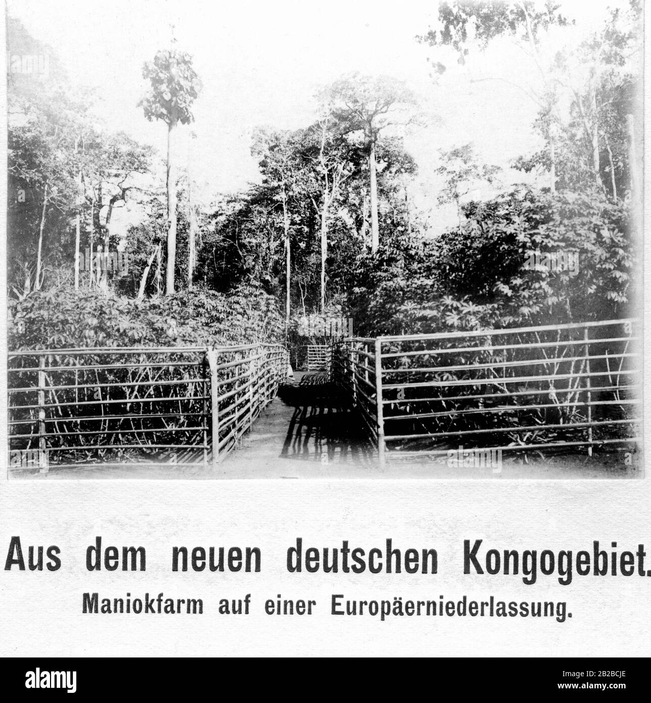 Ferme de manioc sur une branche d'Européens dans la colonie allemande du Cameroun. Il est situé dans les zones nouvellement acquises du Cameroun à la frontière avec le Congo, à la suite de l'Accord Maroc-Congo de 1911. Banque D'Images