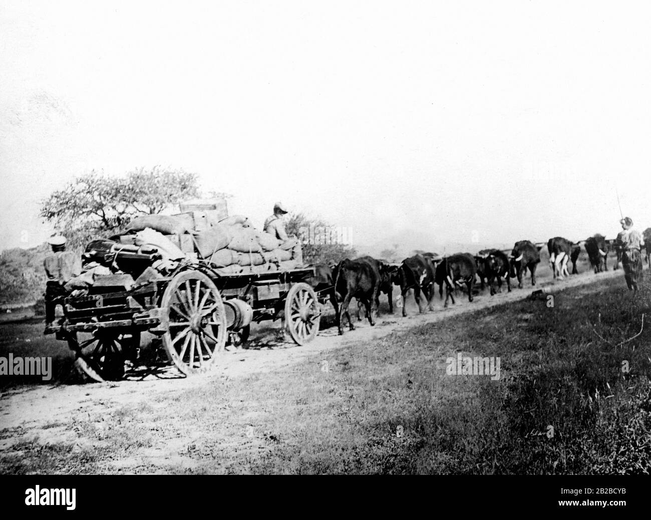 Fournir le transport avec de la nourriture et de l'eau aux troupes allemandes du général von Lettow-Vorbeck. Pendant la première Guerre mondiale, les chariots de bœuf se sont révélés être un moyen pratique de transport en Afrique de l'est. Photo non datée. Banque D'Images