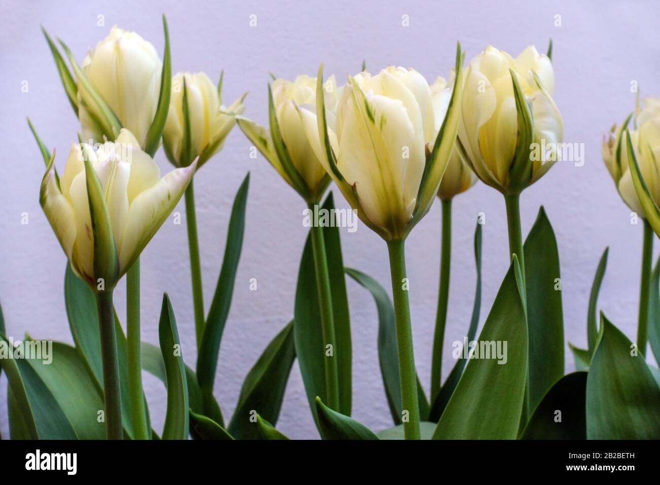 Tulipa 'empereur Exotique' fleurs de tulipes blanches Banque D'Images