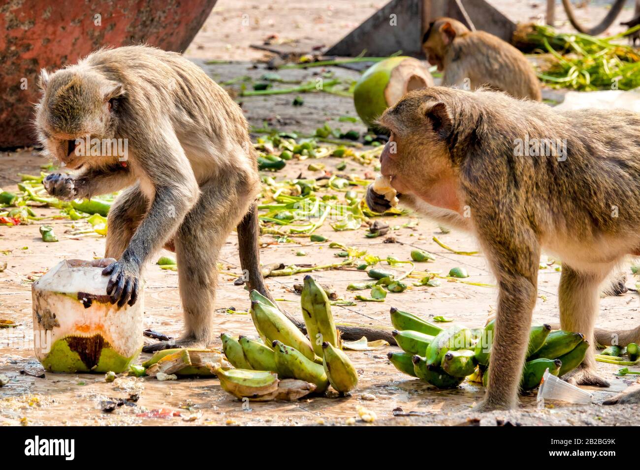 Les macaques de crabe (Macaca fascicularis) mangent dans les zones d'alimentation désignées près de San Phrakan, Lophburi, Thaïlande Banque D'Images