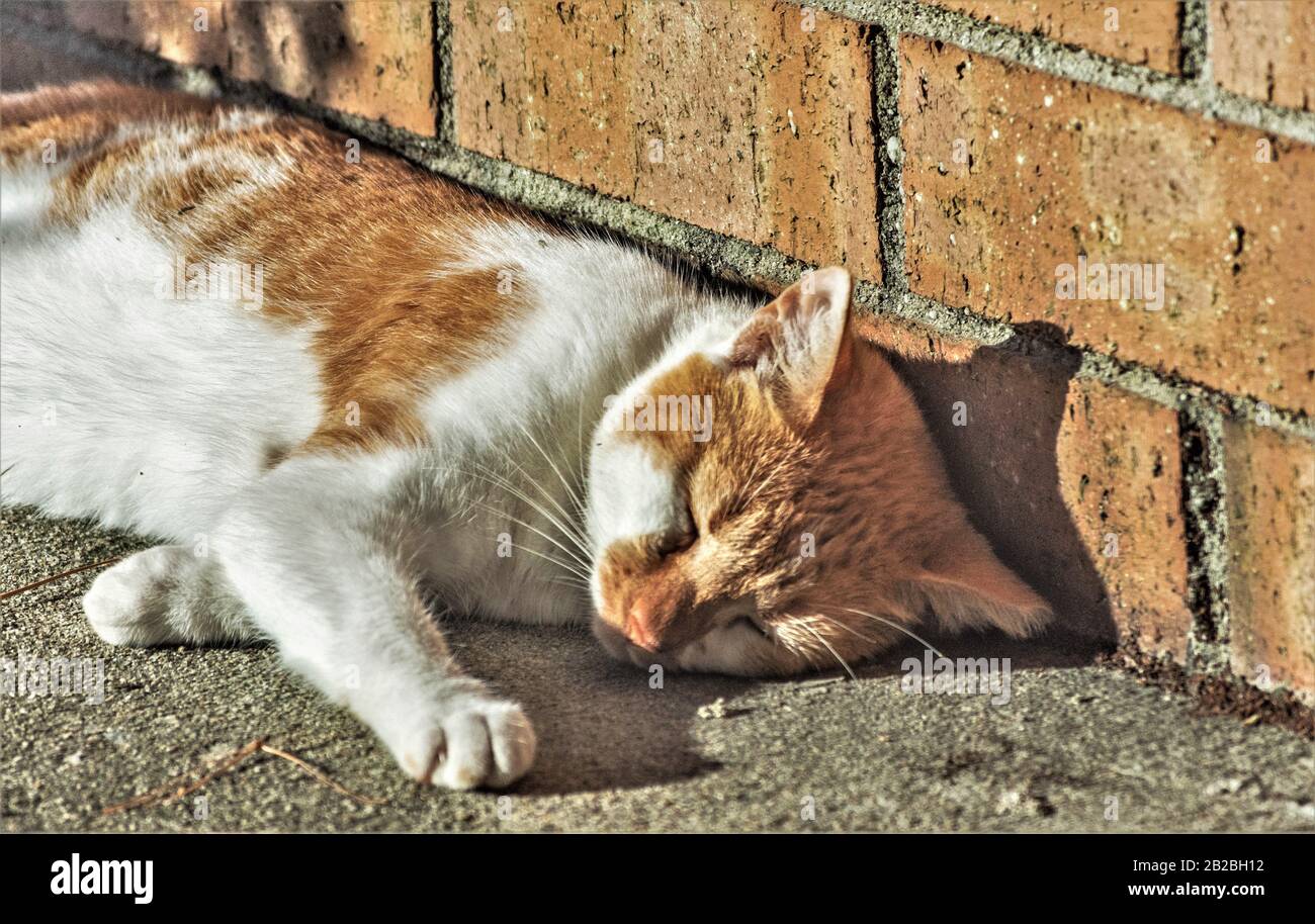 Un chat errant se laque sur un porche dans le soleil chaud de l'après-midi à Charleston Caroline du Sud aux États-Unis où les abris pour animaux sont pleins de félins. Banque D'Images