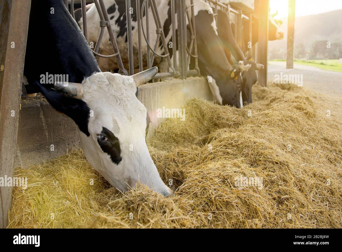 Vaches dans une écurie pour la production de lait et de viande. Concept d'élevage et d'agriculture avec espace de copie vide pour le texte de l'éditeur. Banque D'Images
