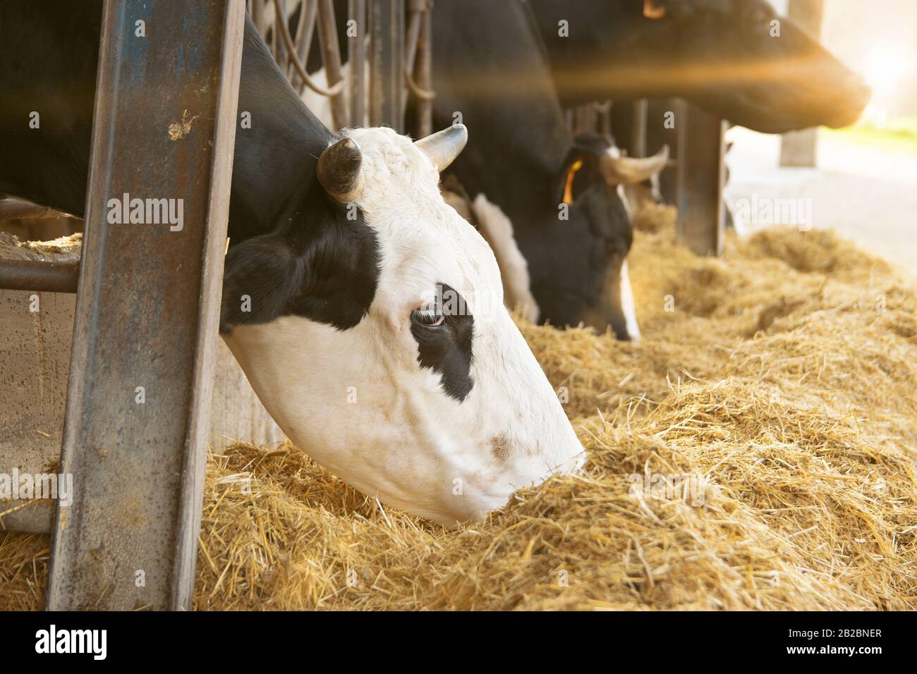 Vaches dans une écurie pour la production de lait et de viande. Concept d'élevage et d'agriculture avec espace de copie vide pour le texte de l'éditeur. Banque D'Images