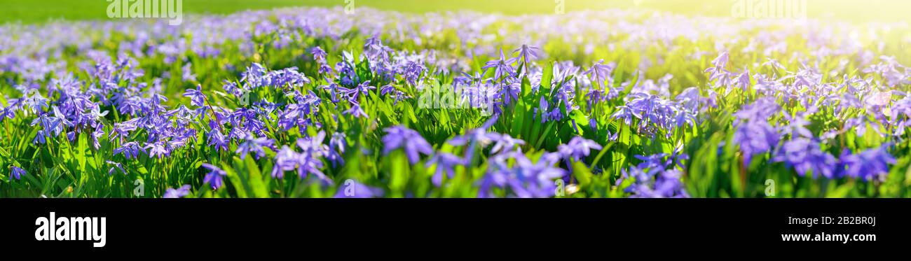 Calmars bleus : fleurs de printemps violettes sur un pré aux rayons chauds de la lumière du soleil, très grand format panoramique Banque D'Images