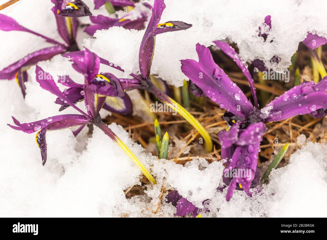 Iris reticulata 'George' fleur d'iris hiver neige fleurs de février dans la neige plante d'iris plante de floraison d'hiver Banque D'Images
