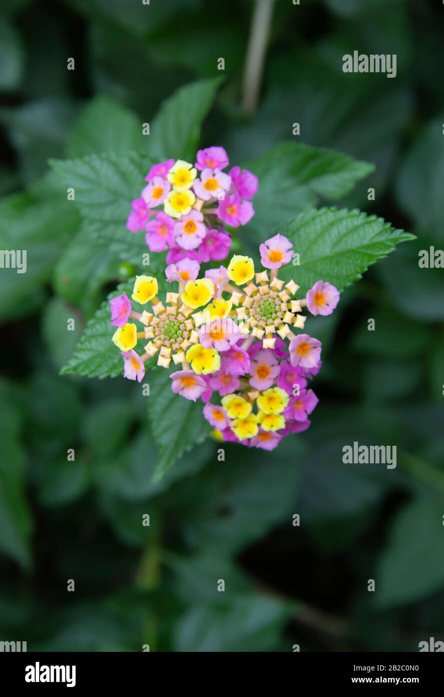 Lantana camara fleurs tropicales exotiques. Plante qui change la couleur de ses nombreuses fleurs plusieurs fois pendant la floraison. Banque D'Images