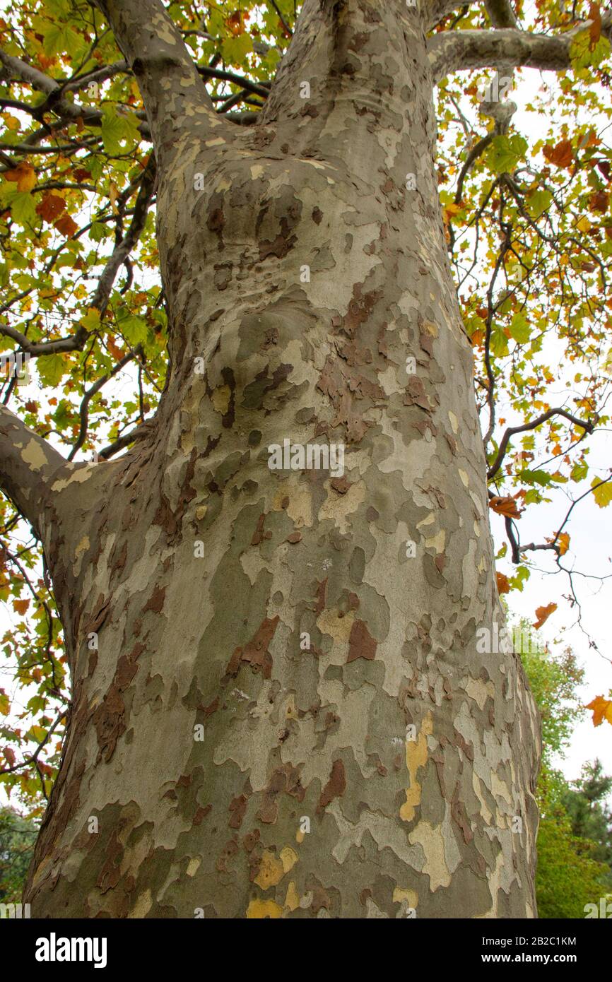 Couleur de l'écorce de Platanus occidentalis. Fond de l'écorce d'un arbre. Banque D'Images