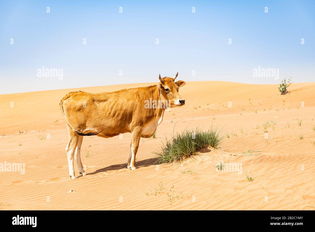 Vache mangeant un peu d'herbe dans le désert de sable et marchant dans les dunes et avec le ciel bleu Banque D'Images