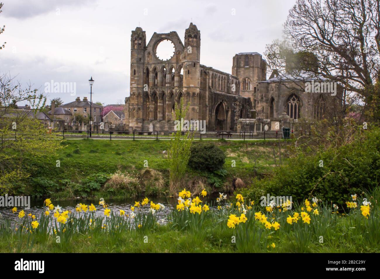 Le Ruin de la cathédrale Elgin au printemps sur la rive de la Lossie, dans le nord de l’Écosse, avec des Daffodils au premier plan Banque D'Images