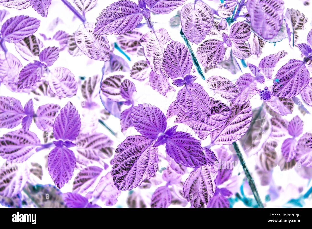 Une photo des feuilles Banque D'Images