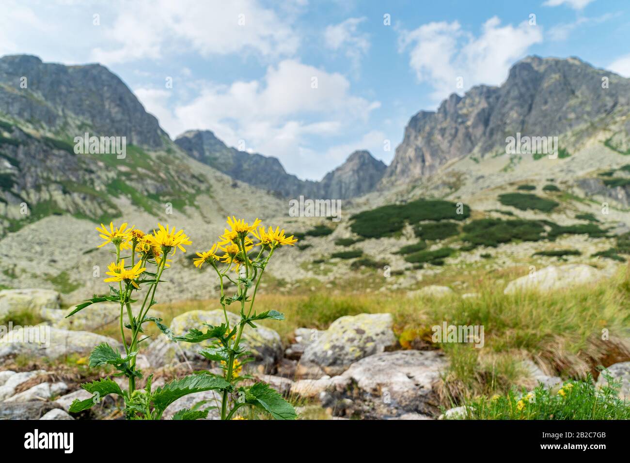 beau paysage de montagne avec des fleurs jaunes au premier plan Banque D'Images