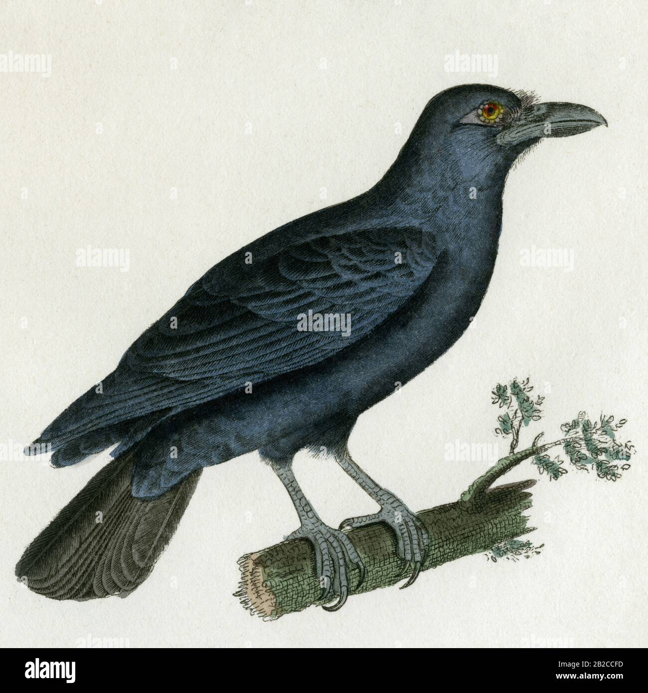 Corbeau (Corvus corax) avec touffe de cheveux au-dessus du bec. Détail d’une gravure réalisée dans les années 1800 pour les œuvres complètes de Buffon, augmentées par M.F. Cuvier, publiées en 29 volumes de 1829 à 1832. Ces « œuvres complètes » apportèrent aux nouvelles générations les écrits influents du siècle précédent de Georges-Louis Leclerc, comte de Buffon (1707-1788), sur l’histoire naturelle et les sciences. La gravure de cette image a été créée à partir d’un dessin de Madame C. Pillot, épouse de l’éditeur parisien des « œuvres complètes », F d Pillot. Banque D'Images