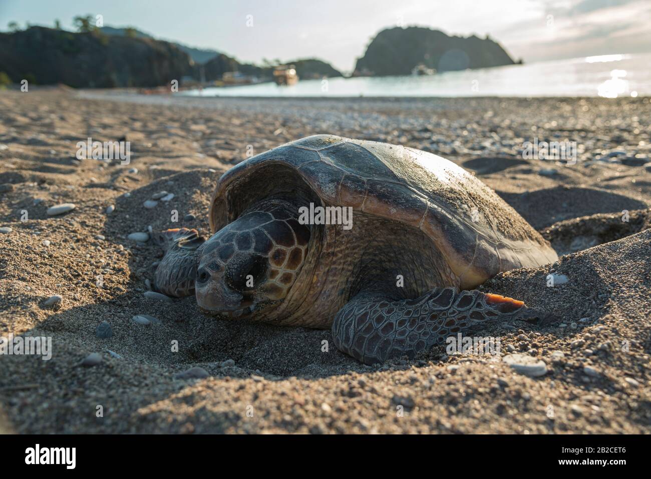 La tortue de mer pond des œufs sur la plage de sable. Banque D'Images