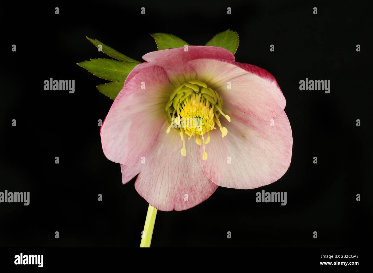 Fleur d'hellebore rose isolée contre le noir Banque D'Images