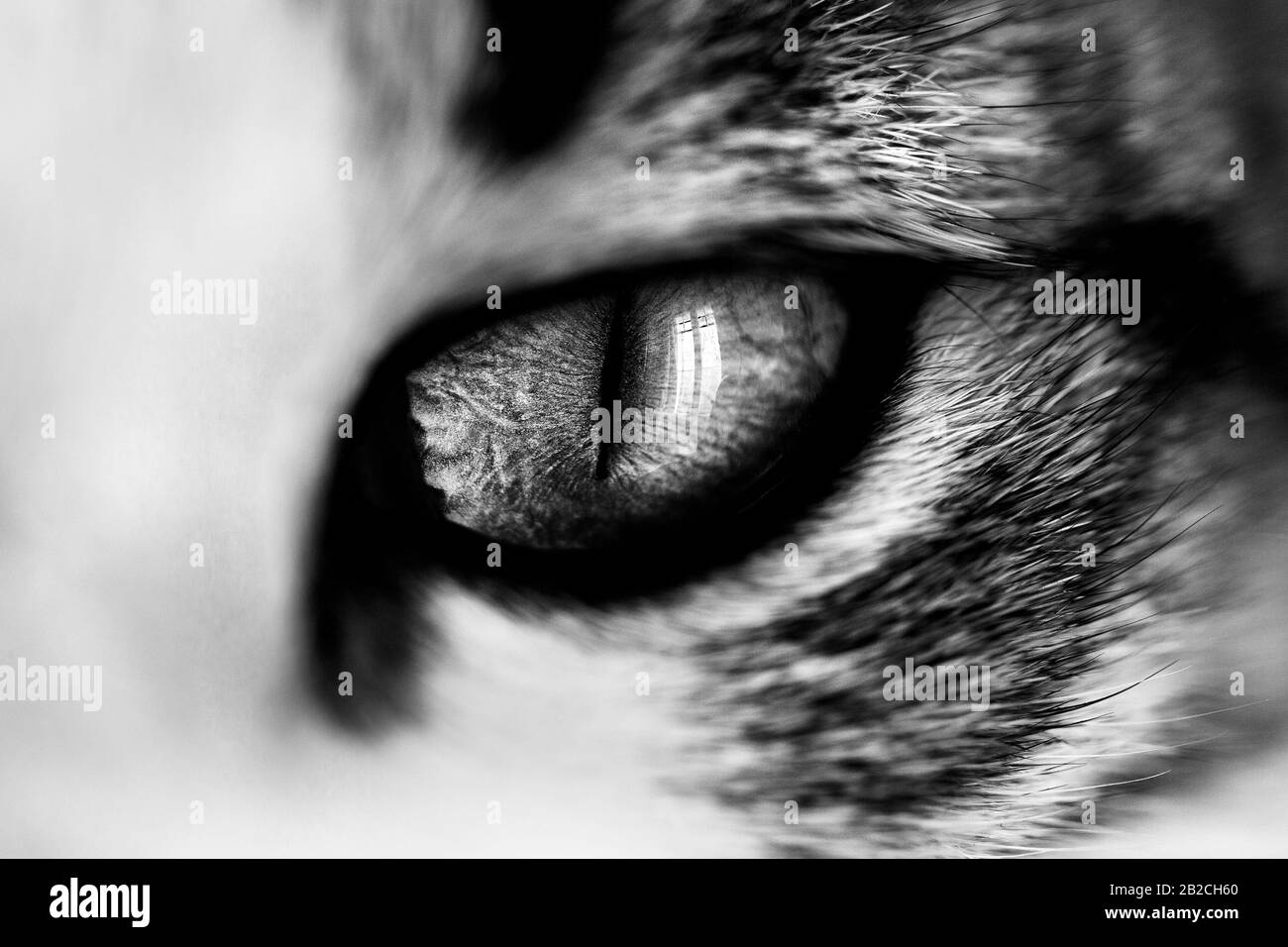 Œil de chat jeune femme. Banque D'Images