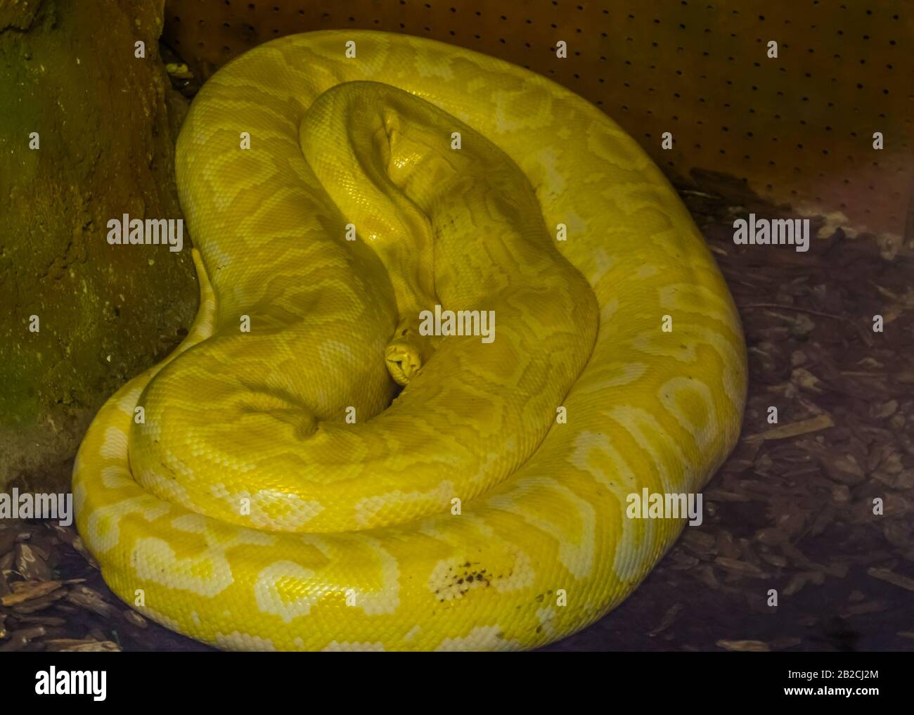 Portrait d'un python de roche asiatique jaune et blanc, célèbre reptile tropical de l'Inde Banque D'Images