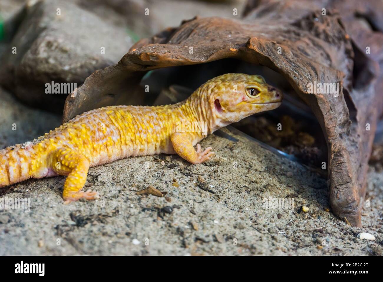 Leopard gecko dans le closeup, Célèbre reptile tropical de l'Asie Banque D'Images