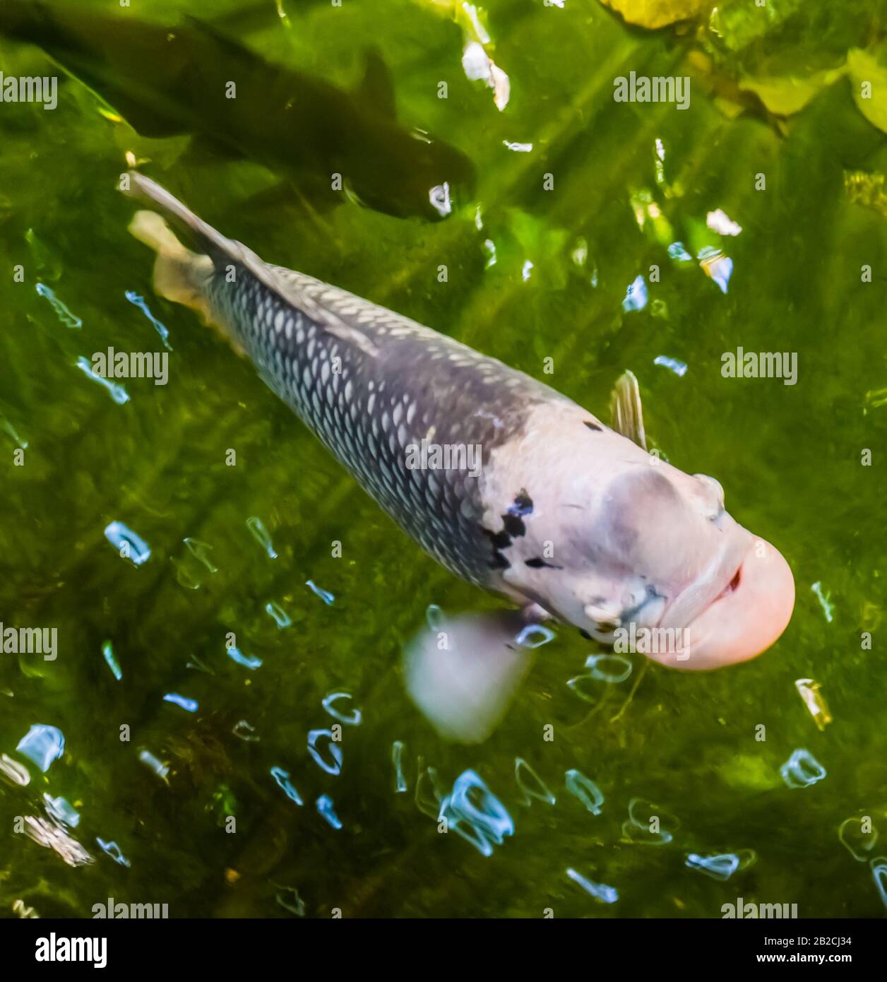 Gros plan d'un gourami géant nageant dans l'eau, espèce populaire de poissons tropicaux d'Asie Banque D'Images