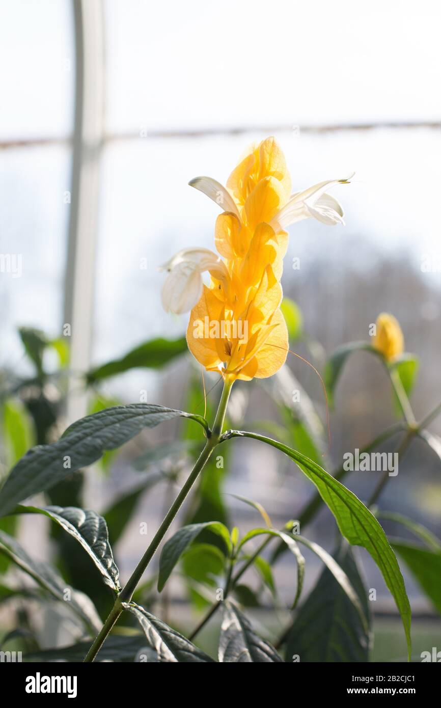 Pachystachys lutea. Banque D'Images
