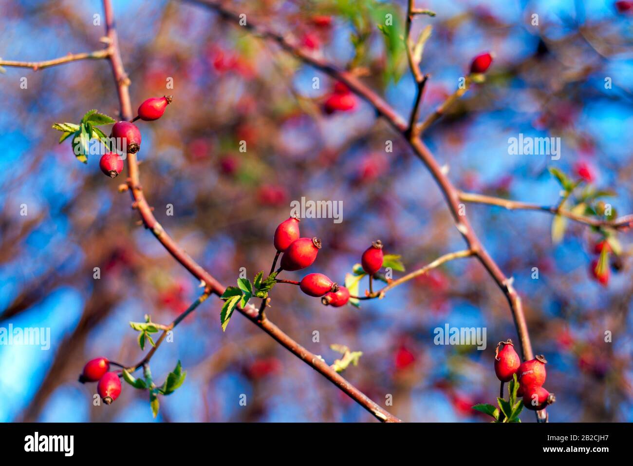 de beaux fruits rouges sauvages colorés sur l'arbre contre un ciel bleu. concept de simplicité Banque D'Images