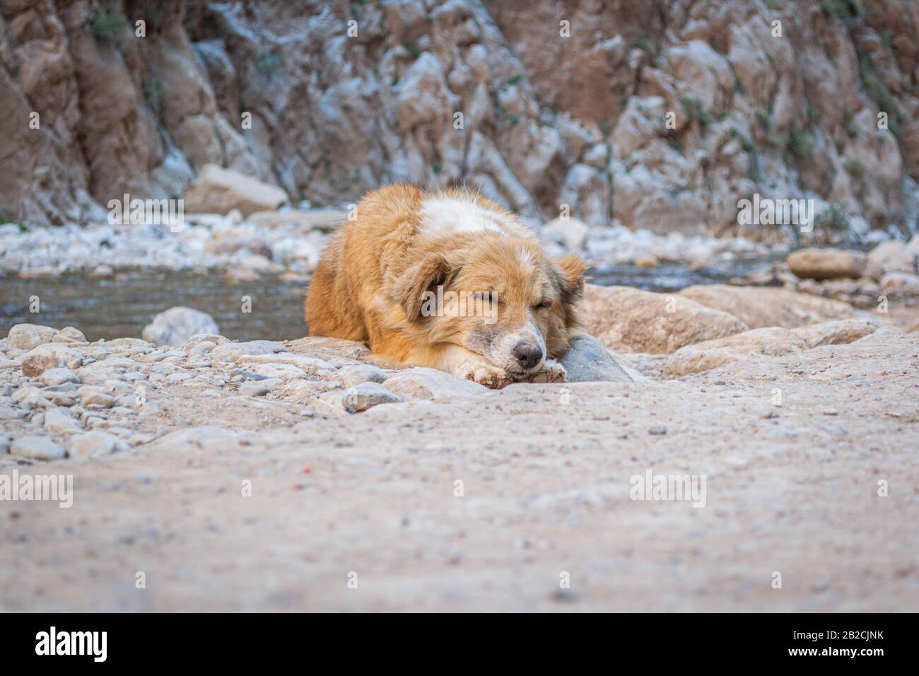 Chien nomade photogénique dans les montagnes de l'Atlas, au Maroc Banque D'Images