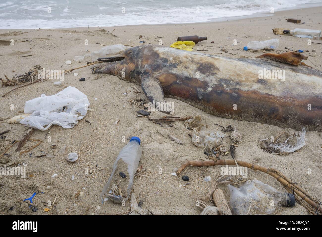 Le dauphin jeté par les vagues se trouve sur la plage est entouré de déchets en plastique. Des bouteilles, des sacs et d'autres débris de plastique près est dauphin mort sur la plage de sable. Pollution plastique tuant les animaux marins Banque D'Images