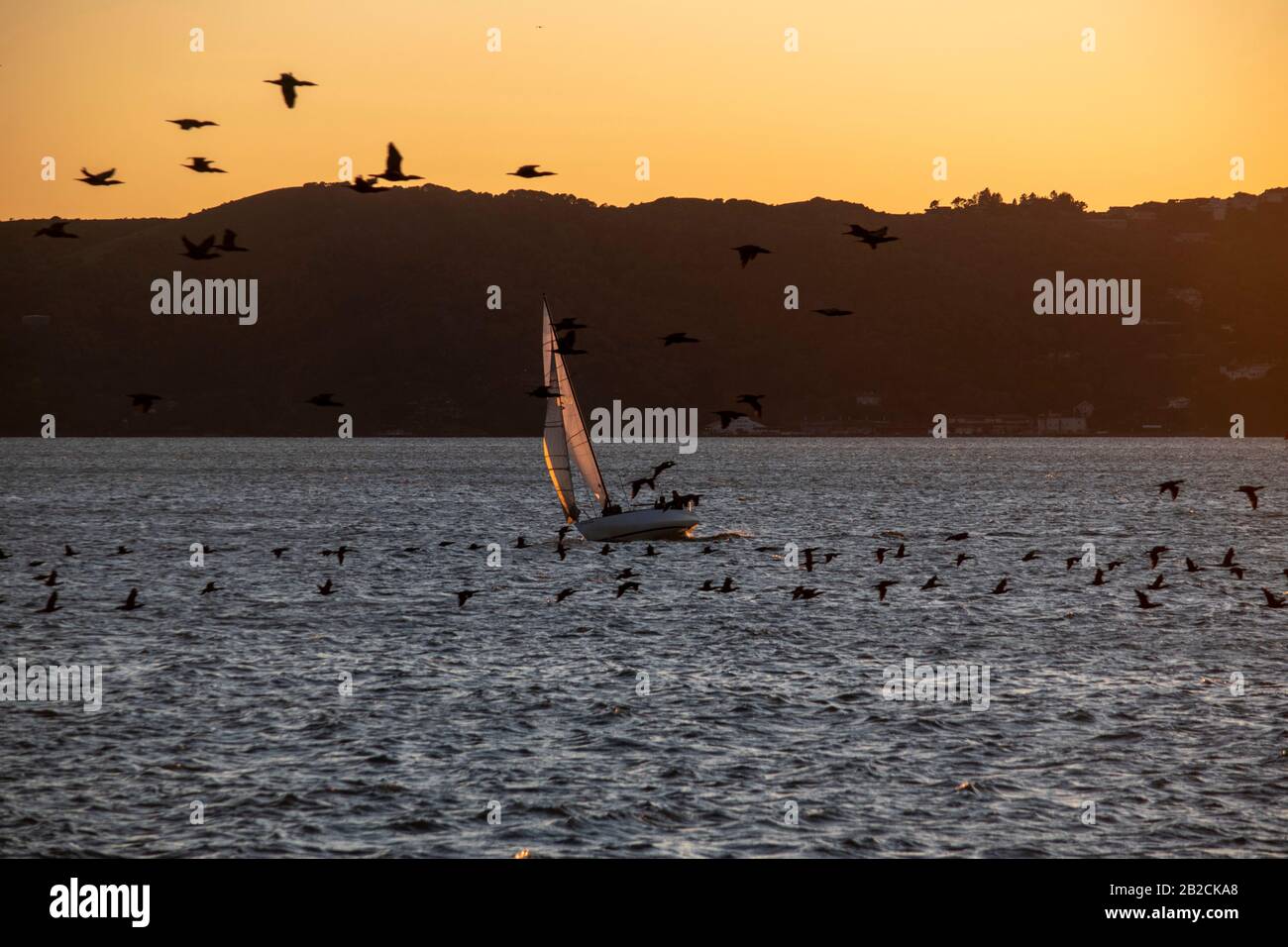 Un voilier fait son chemin vers point Richmond, CA alors qu'un troupeau d'oiseaux passe devant. Banque D'Images