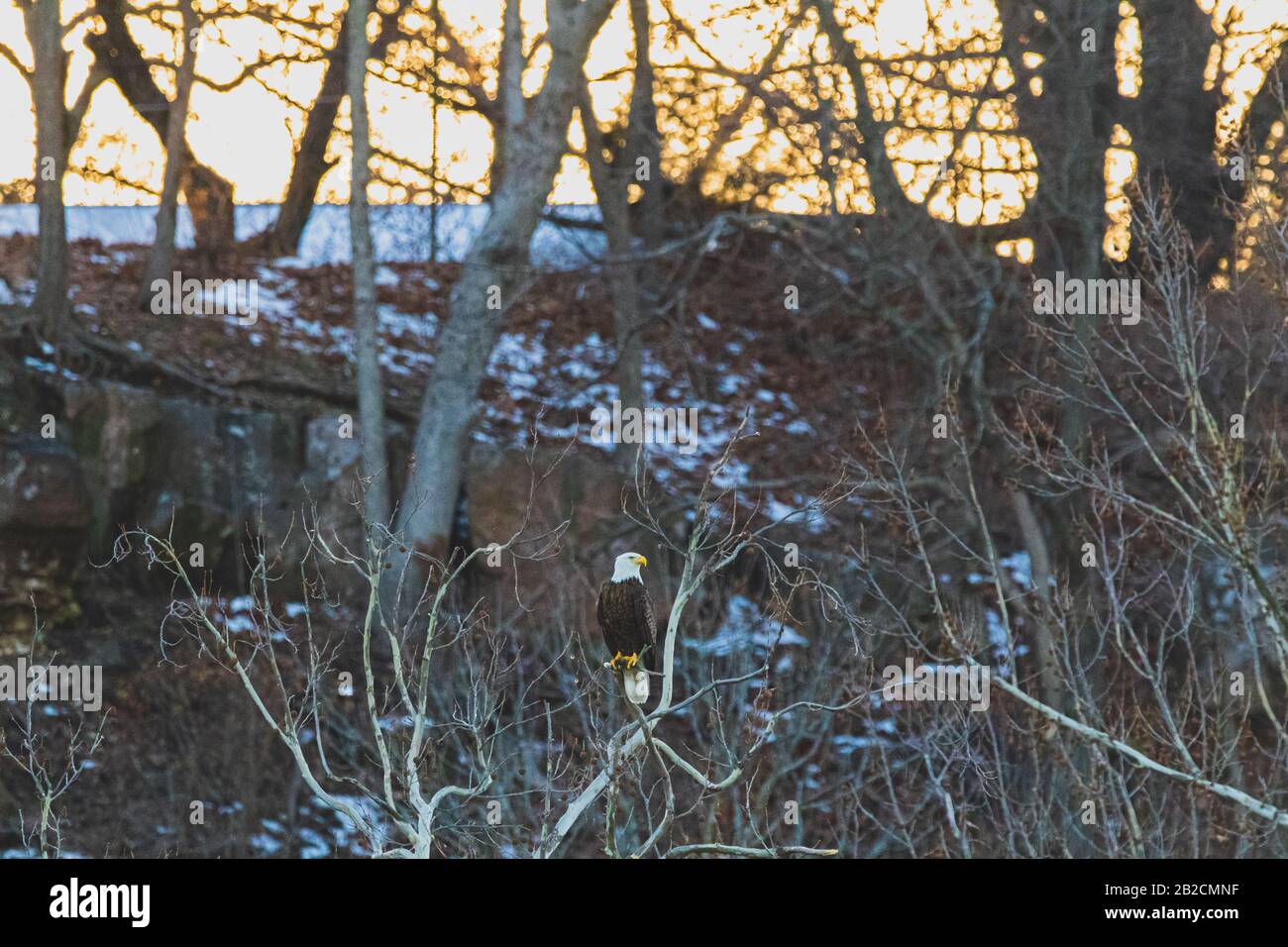 American Bald Eagle est assis dans un arbre attendant son prochain repas Banque D'Images