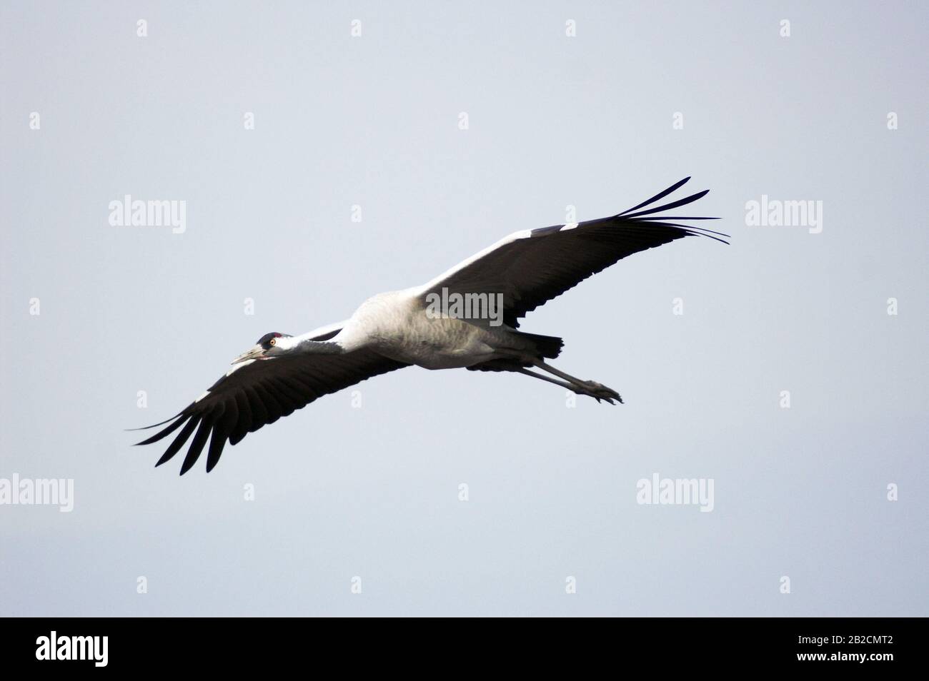 Stork migre au printemps au-dessus du lac Hula, Israël Banque D'Images