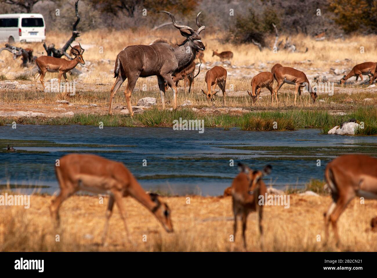 Kudu anthélope et des impalas au trou d'eau de Goas, parc national d'Etosha, Namibie Banque D'Images