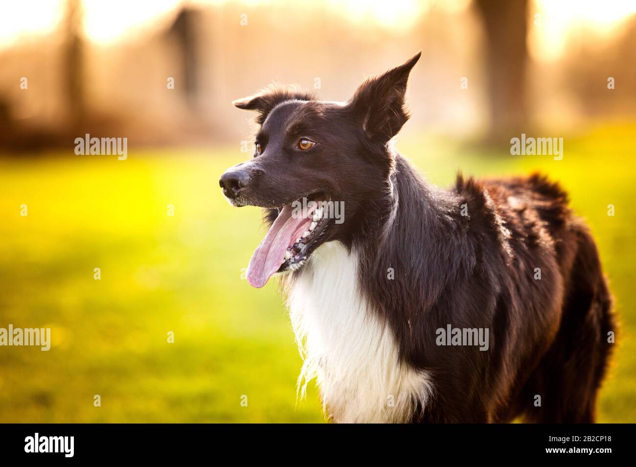 Heureux Border Collie chien sans laisse à l'extérieur dans la nature au lever du soleil. Chien heureux à la recherche d'appareil photo dans le parc de la ville. Banque D'Images